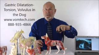 Gastric Dilitation Torsion and Volvulus in the Dog [upl. by Hirsh551]