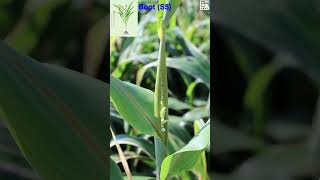 Sorghum Life 101 How to Grow What Make Amazing Life Cycle 1 min Nature Crop Plant [upl. by Brotherson]