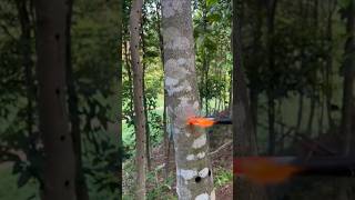 Tree Inoculation EXPLAINED [upl. by Nnylyrehc]