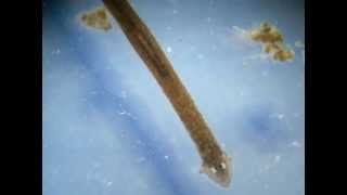 Planaria Phylum Platyhelminthes [upl. by Amilah]