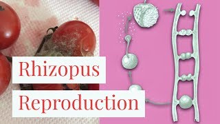 RhizopusReproduction Leaving Cert BiologyLeaving Cert Biology Fungi [upl. by Ahsinod]