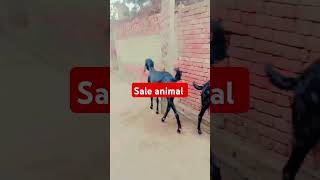 Sale animal sale animals viarl shorts videos [upl. by Lemmy]