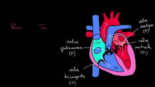 Comprendre la Systole et diastole [upl. by Wilonah]