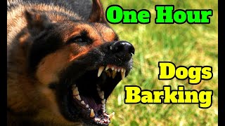 Dogs Barking for One Hour  barking sounds for 60 minutes of different breeds of dogs [upl. by Kori128]