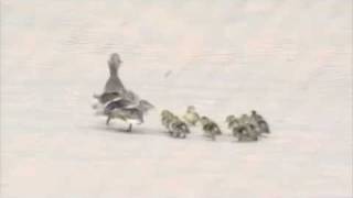 FULL VERSION Ducks blown off their feet by the wind FUNNY [upl. by Lapo]