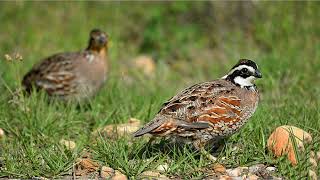 THE SOUND OF THE BOBWHITE QUAIL [upl. by Aisiat643]