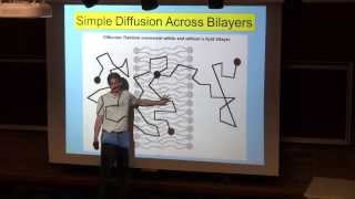 Simple Diffusion Across Lipid Bilayers [upl. by Rodrich777]