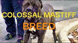 COLOSSAL MASTIFF BREED  quick video preview mastiffdog mastiff protectiondogs [upl. by Laehcim432]