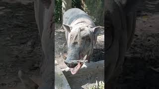 Les Cornes Des Animaux Peuvent Tuer Leur Porteur 🤘🐑 shorts [upl. by Elon213]