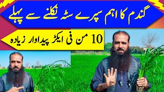 Wheat crop at booting stage  wheat growth stages  Organic fertilizer [upl. by Yug]