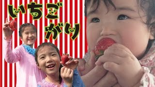 Kan amp AKi 2014 イチゴがり♥ Strawberry Picking with Kan amp Aki 2014 [upl. by Eelanaj]