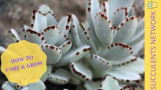 How To Grow amp Care For Kalanchoe Tomentosa Panda Plant [upl. by Biddick]