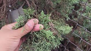 Cupressus sempervirens Italian Cypress [upl. by Yennep856]