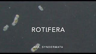 Rotifera [upl. by Corneille]