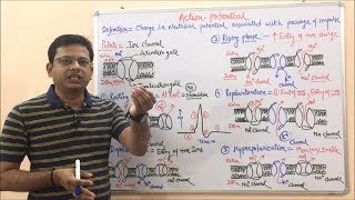 Action Potential  Depolarization  Repolarization  Hyperpolarization  Action Potential Graph [upl. by Nogaem576]