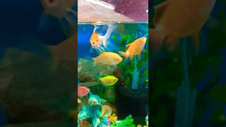 Hamari goldfish🐠ne bacche🐟de diyetrending viralvideo fishing shorts youtubeshorts aquarium [upl. by Assirram337]