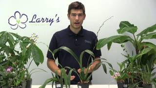 How to Grow Oncidium Orchids  Complete Growig Guide [upl. by Adnamas135]