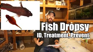 Fish Dropsy  Fish Bloat  Symptoms Causes Prevention amp Treatment [upl. by Ody]