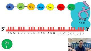 Eiwitsynthese 3 Transcriptie splicing en translatie vwo [upl. by Mariellen]