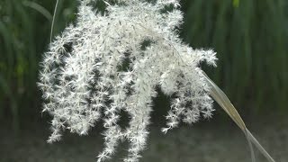 De Miscanthus snoeien Hoe doe je dat  Tuinmanieren [upl. by Disraeli]