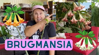 Comment soccuper dun brugmansia  capsule horticole [upl. by Samohtnhoj]