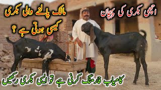 How Can We Purchase Goats For Good Profit And Farming  Goat Farming In Pakistan [upl. by Orgell644]