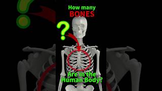 Discover the Number of Bones in the Adult Human Skeleton [upl. by Prem]