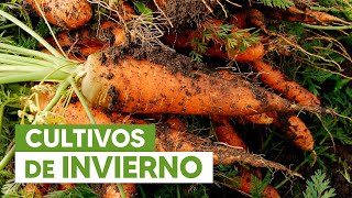 ¿QUÉ CULTIVAR EN INVIERNO Descubre todo lo que se puede plantar [upl. by Annawad]