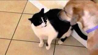 Street fighter cat vs dog [upl. by Aserat]