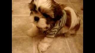 TeaCup shih tzu puppy [upl. by Llennor]