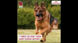 German Shepherds at Royal Canin Discover Dogs at Pet Fed 2019 [upl. by Ellis]