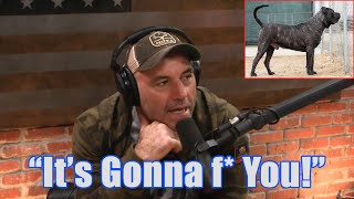 Joe Rogan Reacts to SoCalPresa Presa Canario  JRE Podcast  quotUltimate Guard Dogquot [upl. by Cohby]