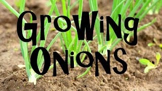 How to Plant Grow amp Harvest Onions from Start to Finish [upl. by Noyart]