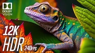 Mesmerizing HDR 12K 240fps Dolby Vision Showcase [upl. by Fem]