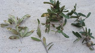 Fuzzy Growths on Live Oak Trees  Daphne Richards  Central Texas Gardener [upl. by Idalina896]