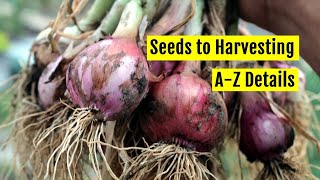 How to Grow Onions at Home  Seeds to Harvesting [upl. by Merton]