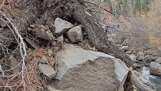 Pine Tree On The Edge Of CliffFall 2024 Eastern Sierra [upl. by Kaye597]