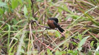 Curió Sporophila angolensis [upl. by Latimore]