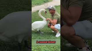 Les cygnes sont des animaux incroyablement intelligents  🦢 [upl. by Darn]