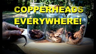 BEWARE  COPPERHEADS EVERYWHERE  PSA [upl. by Ahsercal745]