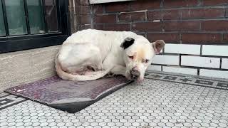 A freezing dog rescue  Stray Rescue of StLouis [upl. by Caldera]