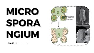 microsporangium class 12 overview LearnQuest biologyscience biologyscience floweringplants [upl. by Ahsal]