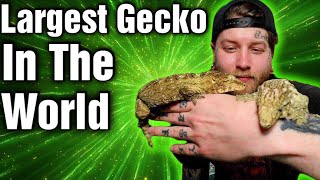 It Took Me 6 Years To Get My Dream Gecko Heres How I Did It [upl. by Coltson660]