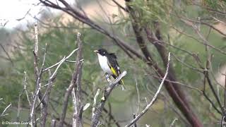 Painted Honeyeater Grantiella picta [upl. by Niala]