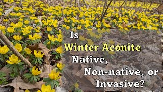 Is Winter Aconite Eranthus hyemalis Native Nonnative or Invasive to North America [upl. by Ecienaj]