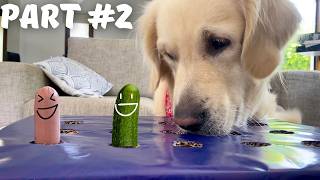 My Dog’s 2 Reaction to the Hot Dog Challenge  Dog Tries the Wiener Challenge [upl. by Eelrefinnej]