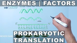 Factors and Enzymes in Prokaryotic Translation [upl. by Imeaj]