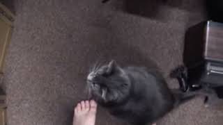 Random Video 44 Spats Bear Pet Cat 2008 [upl. by Tinor]