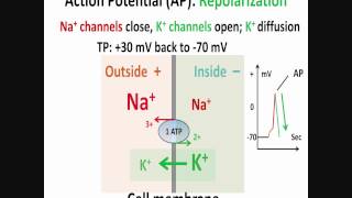 Neuron Action Potential Part 2 Depolarization Repolarization Hyperpolarization [upl. by Ybhsa168]