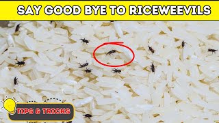 How to Get Rid of Rice Weevils  Super Effective Solutions [upl. by Eitac579]